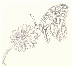 Schmetterling